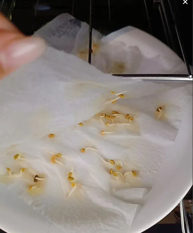 Germinação em casa do cliente